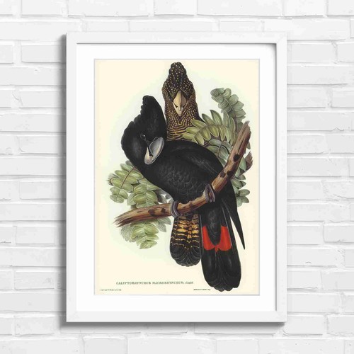 Black cockatoo vintage - black, bird