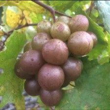 Carlos Muscadine Grape Vine- 5