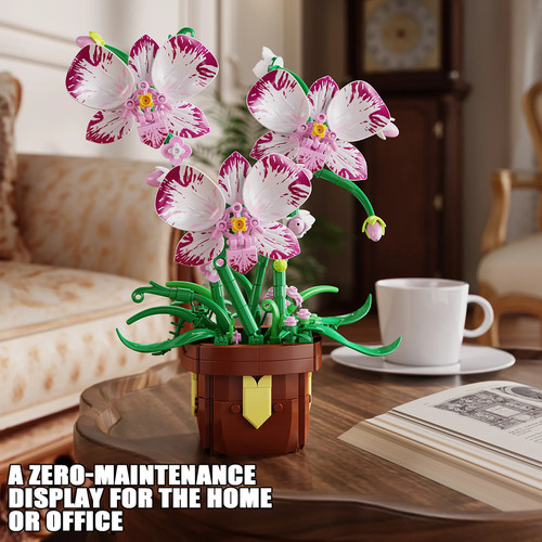 323pcs phalaenopsis orchid - 323pcs,