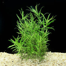 Live Aquarium Plants Tropical