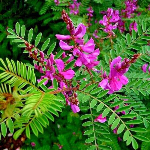 Indigofera heterantha - indigofera,