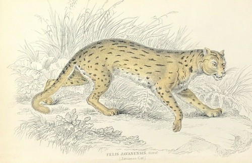 Cat felis javanensis - felis,