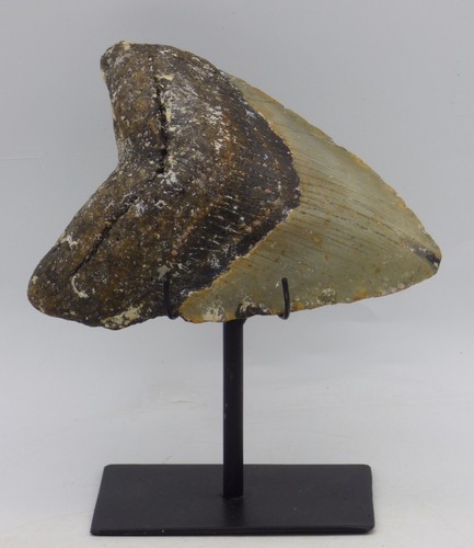 Large fossil megalodon - megalodon, shark