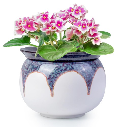 Selfwatering 6inch african - selfwatering,