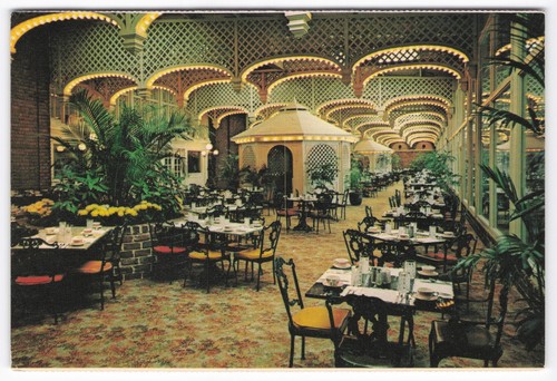 Chattanooga choo palm - chattanooga,