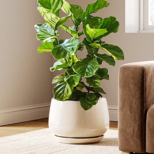 Indoor ceramic planter pot - 12",