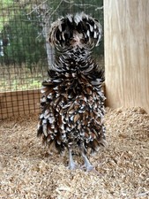 Assorted Large Fowl Hatching