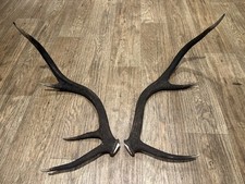 Large Red Deer Stag Antler