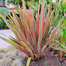 Phormium Sundowner New Zealand