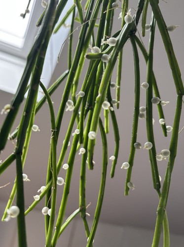 Rhipsalis baccifera jungle - rhipsalis,