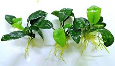 Anubias nana petite live - nana,