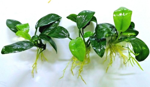 Anubias nana petite - nana,