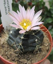 ECHINOCEREUS KNIPPELIANUS-