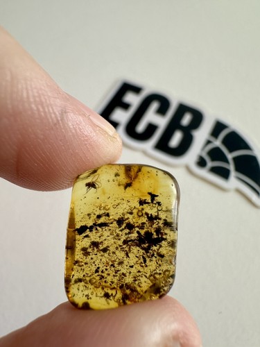 Baltic amber with - baltic,