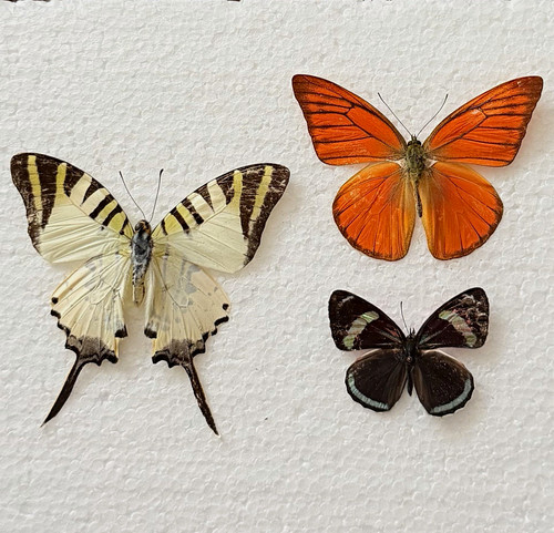 Entomology butterfly specimen - entomology,