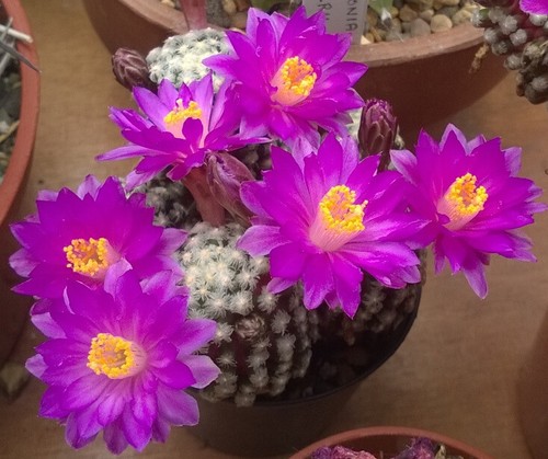 Mammillaria theresae fresh - 20,