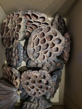 X12 Lotus Pods Isopods, Snails, Millipede