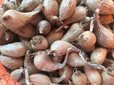 Griselle Shallots for Autumn Planting (min. 300g)