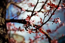 Micro 4/3 Fit 25mm F1.4 Lens