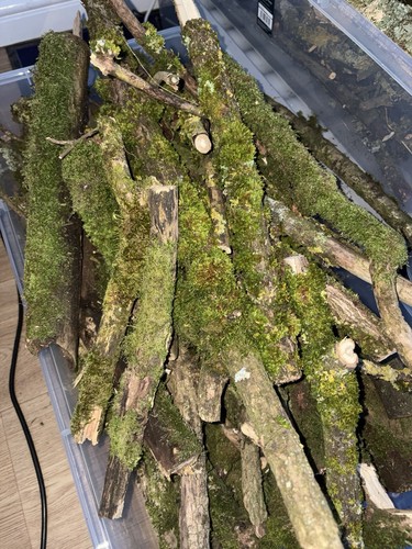 Full box moss - of,
