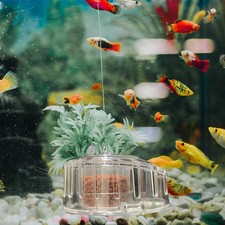 Pest Catch Box Fish Tank