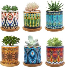 FORAGIFT 7.5CM Succulent Plant