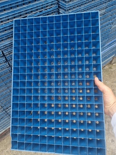 216 cell seed - cell,