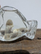 Taxidermy Wet Specimen Fetal