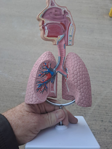 Human respiratory system - human,