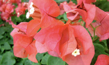Bougainvillea Orange Sundown