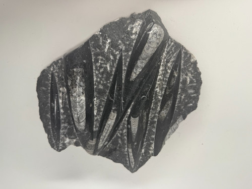 Fossilized orthoceras polished - fossilized,