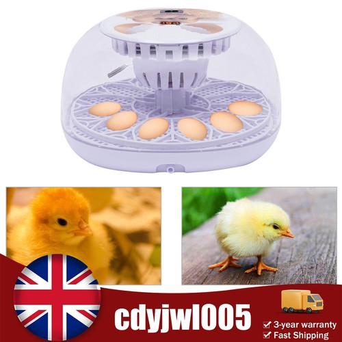 Digital eggs incubator - digital, 12