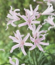 Amarine belladiva EMMANUELLE X