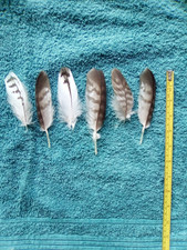 6  Redtail Buzzard   / Hawk Feathers / Feather Crafting, Hats, Naturally Sourced