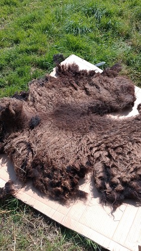 Pure hebridean sheep fleece - hebridean,