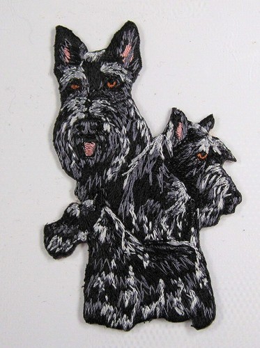 Scottish terrier scottie dog - scottish,