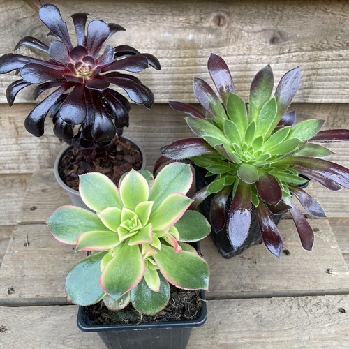 Aeonium collection 9cm - collection,