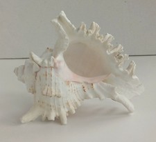 Conch Shell