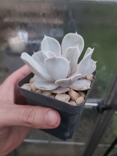 Echeveria lola - echeveria,