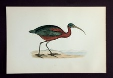 IBIS, original antique