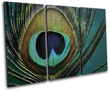 Peacock Feathers  Animals