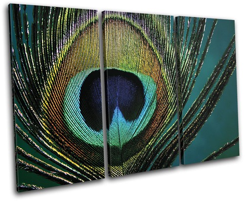 Peacock feathers animals - feathers,