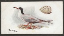 CHURCHMAN-BIRDS & EGGS