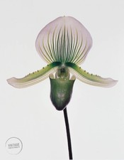 VTG Irving Penn Paphiopedilum