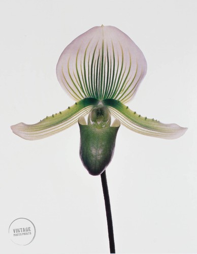 Vtg irving penn paphiopedilum - vtg,