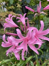 Nerine belladiva