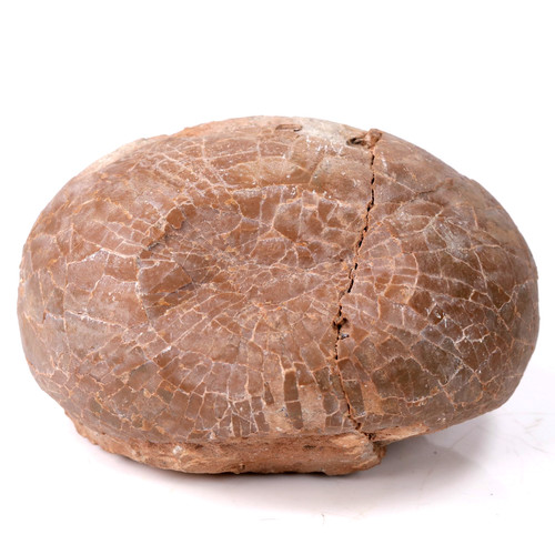 Rare dinosaur egg - dinosaur,