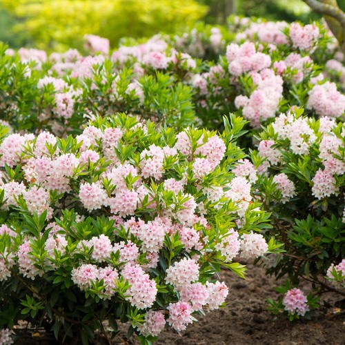 Rhododendron bloombux light - rhododendron,