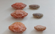 6 Crab Shells for Craft Making