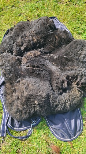 Alpaca fleece roz - alpaca, fleece-